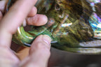 09-A Labradorite PROTOTYPE Squat Mug - TOP SHELF MISFIT 18 oz.
