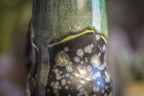 12-E PROTOTYPE Gourd Mug - ODDBALL, 15 oz. - 10% off