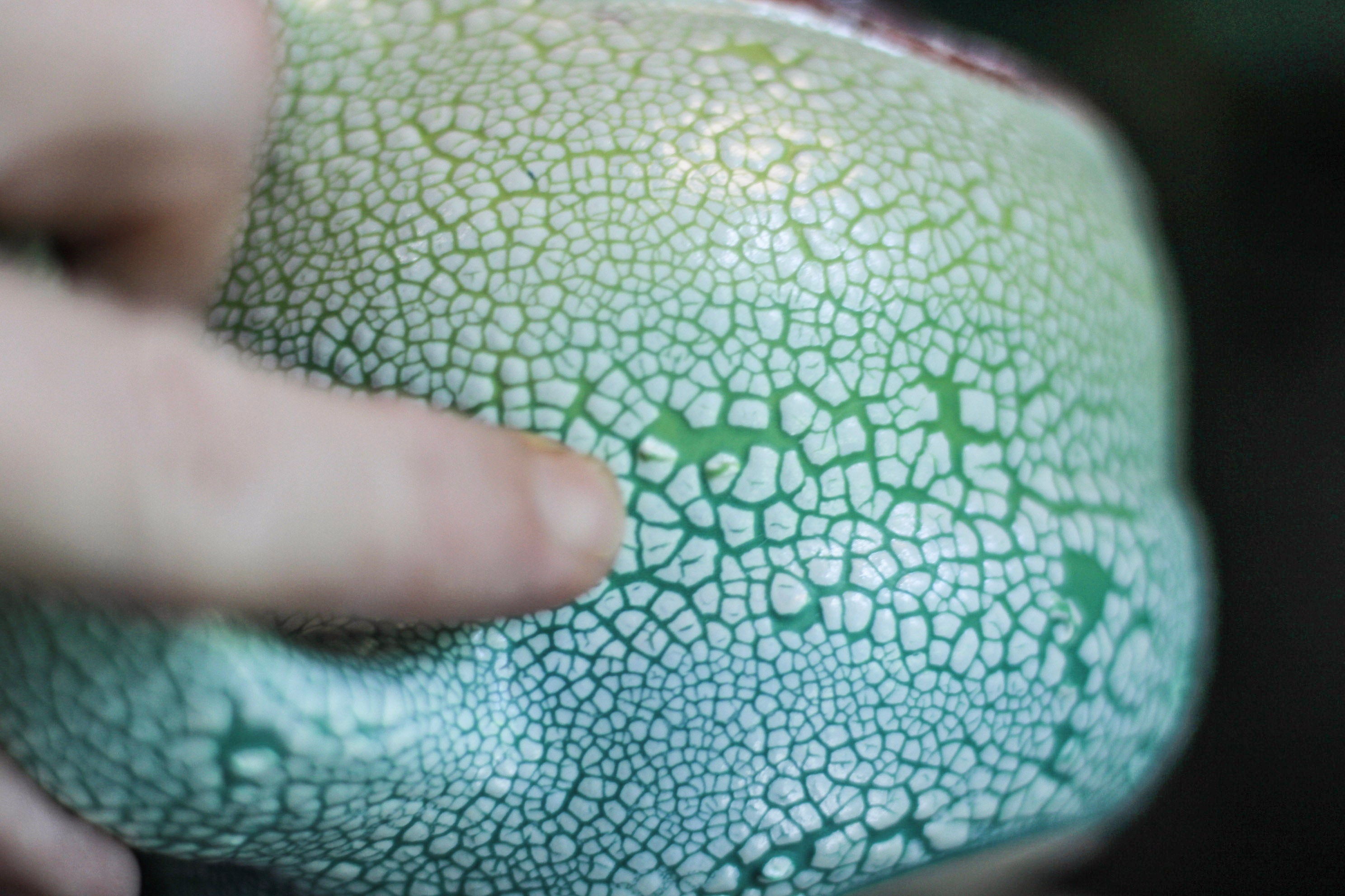 02-B Rainbow Serpent Acorn Gourd Mug - ODDBALL, 20 oz. - 15% off