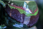 03-D Coleus Squat Mug, 17 oz.