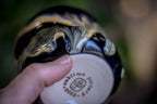 29-G PROTOTYPE Gourd Cup, 8 oz.