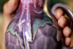 17-C Flaming Phoenix Flared Notched Mug - TOP SHELF, 16 OZ.